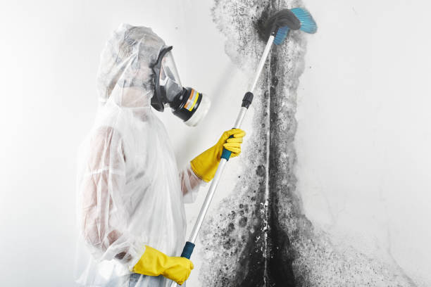 Best Attic Mold Removal  in State Line, PA
